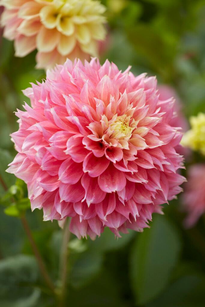 Dahlia Fubuki Kogane 1-pakning